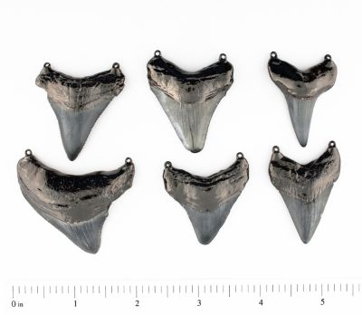 Black Shark Tooth 2 Bails
