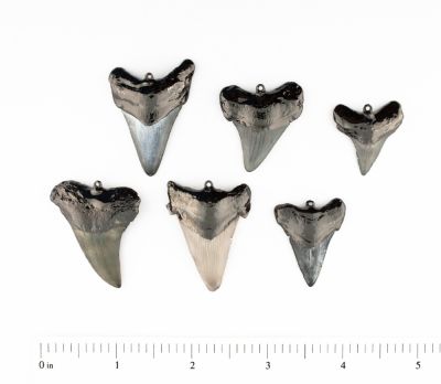 Black Shark Tooth 1 Bails