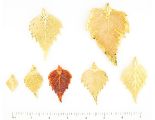 birch-all