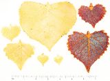 Cottonwood Leaves